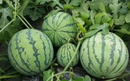 51cg吃瓜黑料视频入口